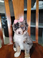Holly, a female Miniature Bernedoodle for sale in Millersburg, OH – Photo 2 of 5