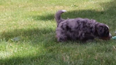 Bella , a female Bernedoodle for sale in Millersburg, OH – 5 of 5