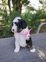Isla, a female Bernedoodle for sale in Millersburg, OH – 6 of 6