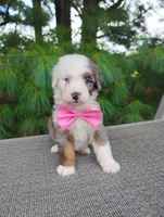 Remi, a female Bernedoodle for sale in Millersburg, OH – 2 of 5