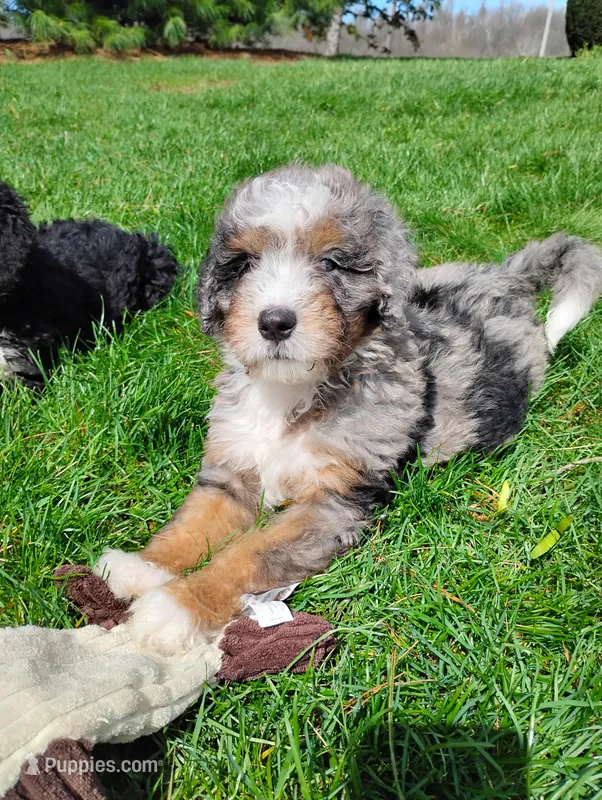 Maxwell  – Miniature Bernedoodle puppy for sale in Millersburg, OH