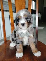 Maxwell , a male Miniature Bernedoodle for sale in Millersburg, OH – Photo 1 of 5