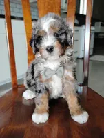 Maxwell , a male Miniature Bernedoodle for sale in Millersburg, OH – Photo 4 of 5