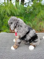 Maxwell , a male Bernedoodle for sale in Millersburg, OH – Photo 3 of 5