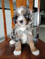 Maxwell , a male Miniature Bernedoodle for sale in Millersburg, OH – Photo 5 of 5