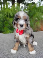 Maxwell , a male Bernedoodle for sale in Millersburg, OH – Photo 2 of 5