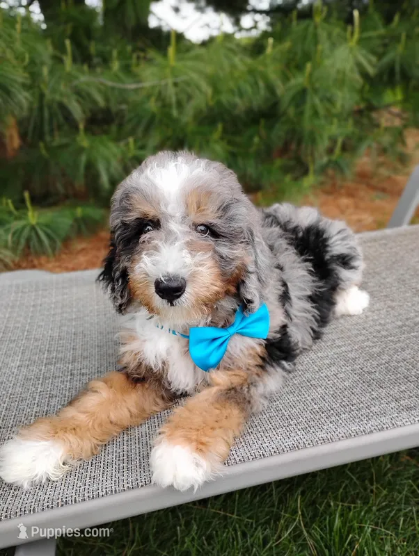 Maxwell  – Bernedoodle puppy for sale in Millersburg, OH