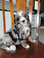 Maxwell , a male Miniature Bernedoodle for sale in Millersburg, OH – Photo 2 of 5