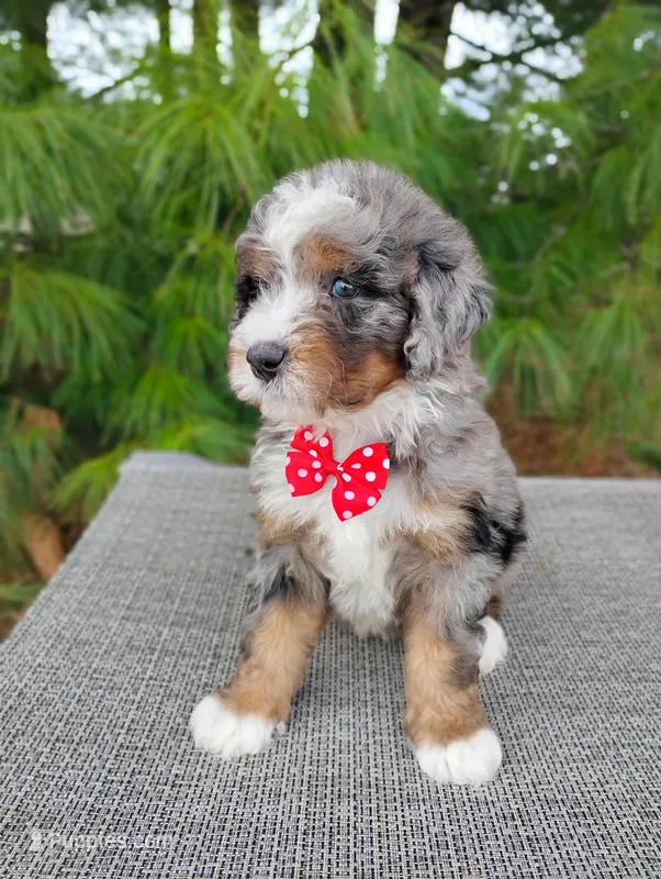Maxwell  – Miniature Bernedoodle puppy for sale in Millersburg, OH