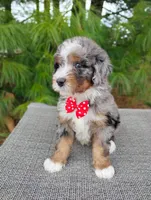Maxwell , a male Bernedoodle for sale in Millersburg, OH – Photo 1 of 5