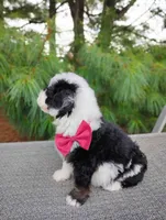 Truffle , a male Bernedoodle for sale in Millersburg, OH – 3 of 5
