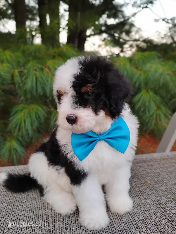 Biscuit  – Bernedoodle puppy for sale in Millersburg, OH