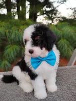 Biscuit , a male Bernedoodle for sale in Millersburg, OH – 1 of 5