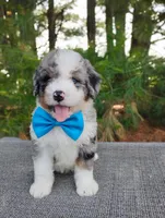 Damian , a male Bernedoodle for sale in Millersburg, OH – 6 of 6