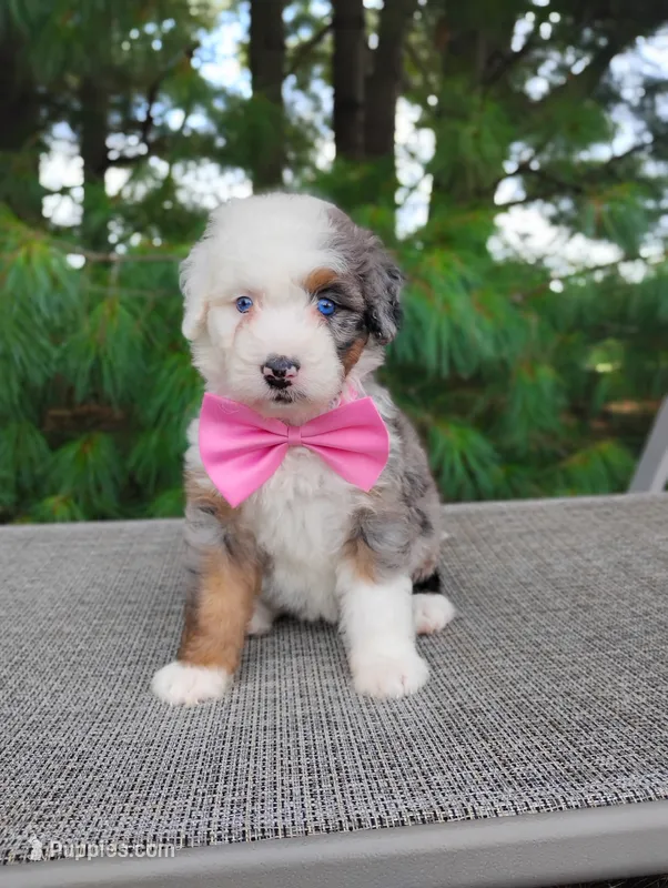 Remi – Bernedoodle puppy for sale in Millersburg, OH
