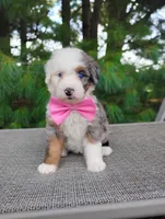Remi, a female Bernedoodle for sale in Millersburg, OH – 1 of 5