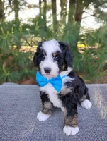 Roger, a male Bernedoodle for sale in Millersburg, OH – 2 of 2
