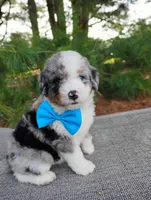 Damian , a male Bernedoodle for sale in Millersburg, OH – 2 of 6