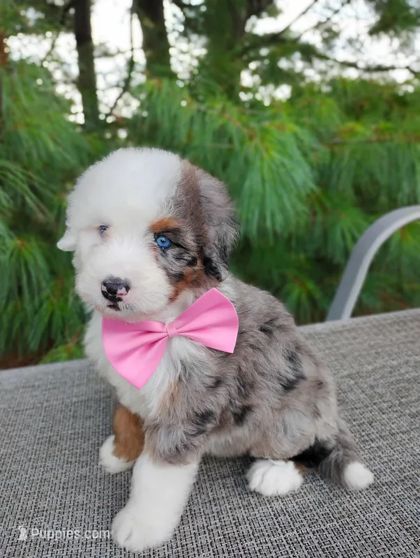 Biscoff – Bernedoodle puppy for sale in Millersburg, OH