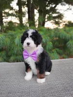 Bonbon, a female Bernedoodle for sale in Millersburg, OH – 5 of 5