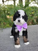 Nola, a female Bernedoodle for sale in Millersburg, OH – 4 of 4