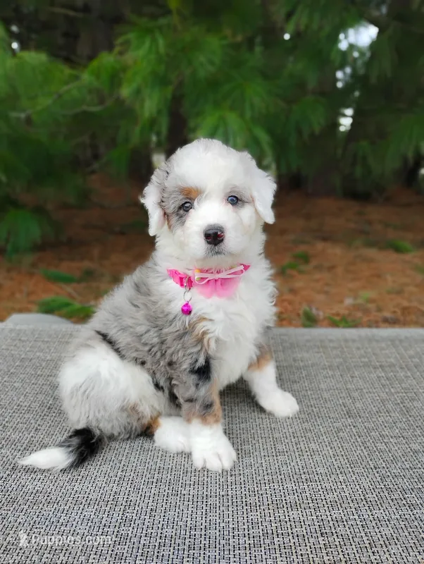 Lola – Miniature Bernedoodle puppy for sale in Millersburg, OH