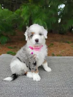 Lola, a female Miniature Bernedoodle for sale in Millersburg, OH – Photo 1 of 5