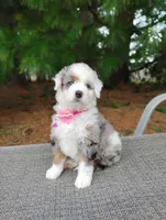Lola, a female Miniature Bernedoodle for sale in Millersburg, OH – Photo 2 of 5