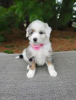 Lola, a female Miniature Bernedoodle for sale in Millersburg, OH – Photo 3 of 5