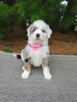 Lola, a female Miniature Bernedoodle for sale in Millersburg, OH – Photo 5 of 5