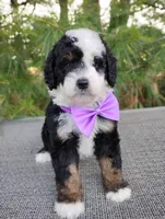 Nola, a female Bernedoodle for sale in Millersburg, OH – 3 of 4