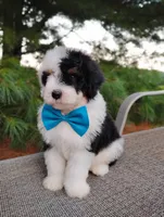 Biscuit , a male Bernedoodle for sale in Millersburg, OH – 2 of 5