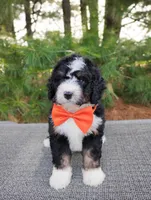 Zeke, a male Bernedoodle for sale in Millersburg, OH – 4 of 5