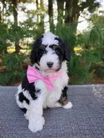 Isla, a female Bernedoodle for sale in Millersburg, OH – 5 of 6