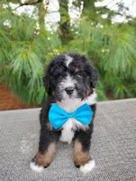 Mocha, a male Bernedoodle for sale in Millersburg, OH – 2 of 2