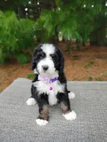 Gracie , a female Miniature Bernedoodle for sale in Millersburg, OH – Photo 1 of 4