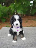Gracie , a female Miniature Bernedoodle for sale in Millersburg, OH – Photo 4 of 4