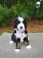 Gracie , a female Miniature Bernedoodle for sale in Millersburg, OH – Photo 3 of 4