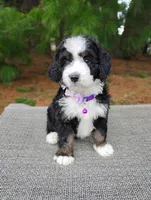 Gracie , a female Miniature Bernedoodle for sale in Millersburg, OH – Photo 2 of 4