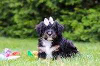 Tiana, a female Bernedoodle for sale in Millersburg, OH – 4 of 4