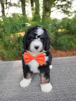 Zeke, a male Bernedoodle for sale in Millersburg, OH – 5 of 5