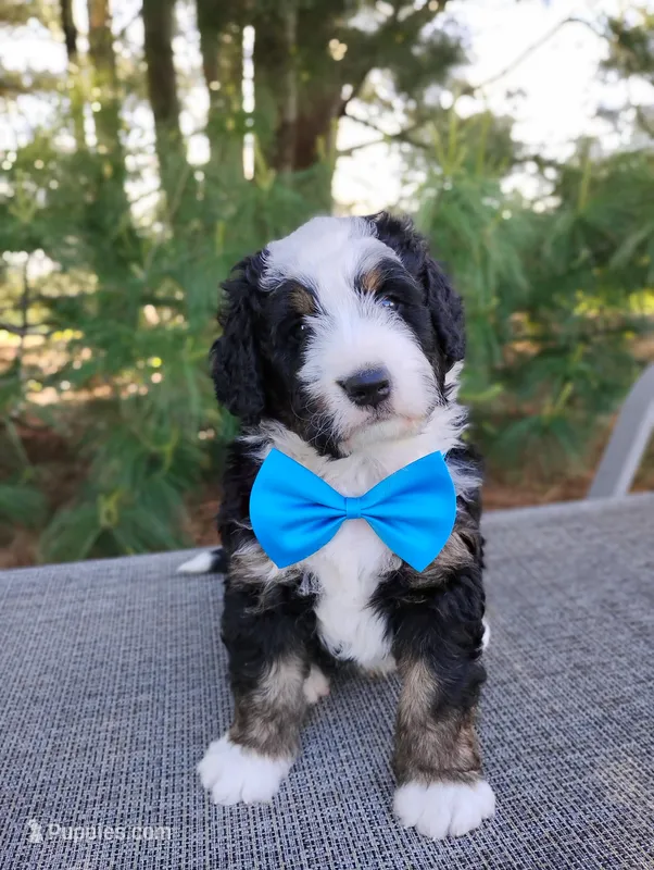 Roger – Bernedoodle puppy for sale in Millersburg, OH