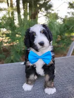 Roger, a male Bernedoodle for sale in Millersburg, OH – 1 of 2