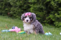 Bella , a female Bernedoodle for sale in Millersburg, OH – 4 of 5