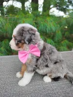 Remi, a female Bernedoodle for sale in Millersburg, OH – 5 of 5