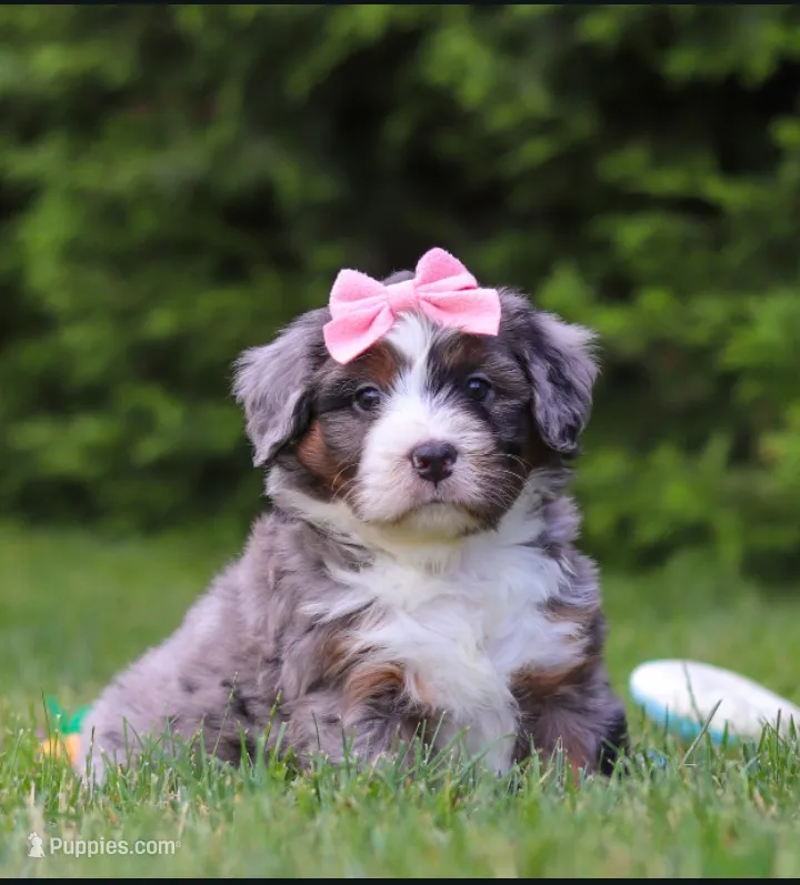Ariel  – Bernedoodle puppy for sale in Millersburg, OH