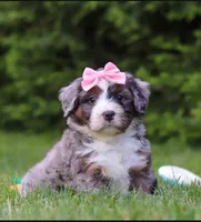 Ariel , a female Bernedoodle for sale in Millersburg, OH – 1 of 2