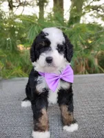 Nola, a female Bernedoodle for sale in Millersburg, OH – 2 of 4
