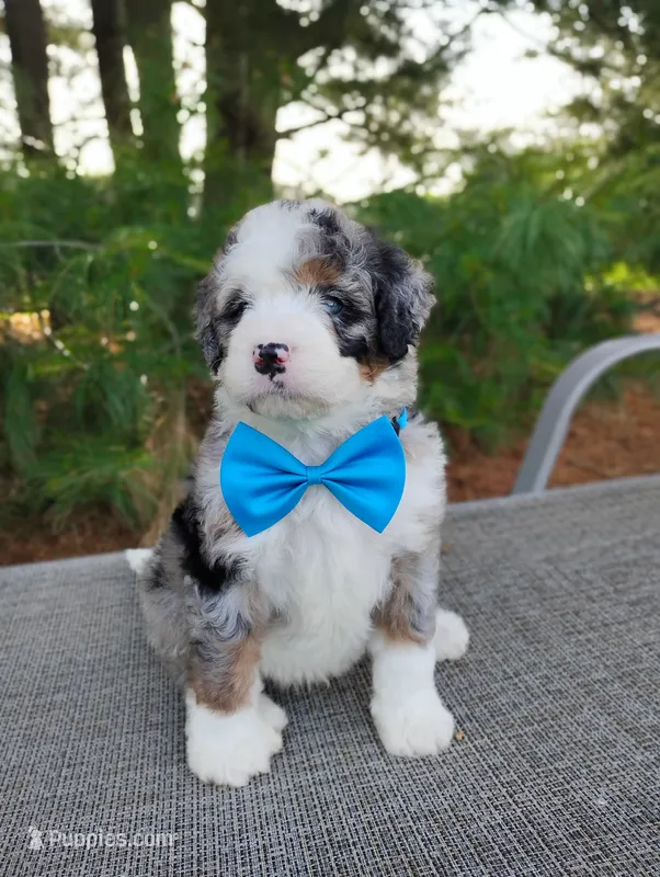 Cooper  – Bernedoodle puppy for sale in Millersburg, OH