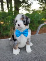 Cooper , a male Bernedoodle for sale in Millersburg, OH – 2 of 5